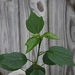 Imagem de Hibisco-colibri