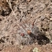 Imagem de Mammillaria bocasana é conhecida popularmente como "Cacto-pulga"