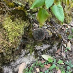 Imagem de Mammillaria polythele é conhecida como "cacto-mamilo"