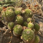 Imagem de Mammillaria voburnensis