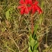 Imagem de Jasmim-vermelho
