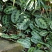 Imagem de Maranta-cinza