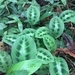 Imagem de Maranta