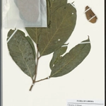Imagem de Maranthes chrysophylla