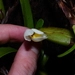 Imagem de Orquídea-amarela