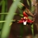Imagem de Orquídea-da-serra