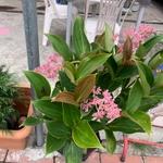 Imagem de Orquídea-rosa