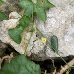 Imagem de Pepino-do-mato