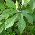 Imagem de Flor de madeira