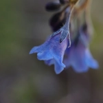Imagem de Mertensia bella