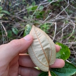 Imagem de Canela de velho