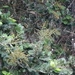 Imagem de Microdesmia arborea