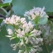 Imagem de Guaco-do-jardim