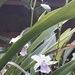 Imagem de Orquídea