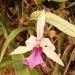 Imagem de Orquídea