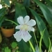 Imagem de Orquídea