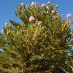 Imagem de Mimosa setosissima