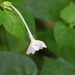 Imagem de Jalapa-de-jardim