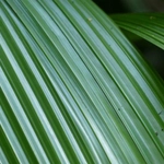 Imagem de Abacaxi-de-macaco