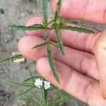 Imagem de Monardella sinuata