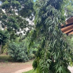 Imagem de Falsa-murta