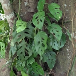 Imagem de Monstera acuminata