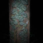 Imagem de Shingle plant