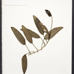 Imagem de Jiboia Philodendron