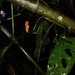 Imagem de Costela de eva