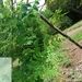 Imagem de Moringa