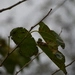 Imagem de Amoreira-branca