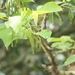 Imagem de Amora-silvestre