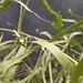 Imagem de Cacto-orquídea