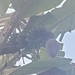 Imagem de Bananeira