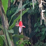 Imagem de Bananeira selvagem