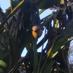 Imagem de Bananeira-japonesa