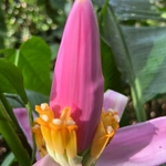 Imagem de Bananeira ornamental