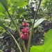 Imagem de Bananeira de jardim