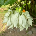 Imagem de Mussaenda