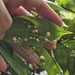 Imagem de Pedra-ume-caá
