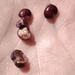Imagem de Pedra-ume-caá