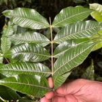Imagem de Pedra-ume-caá