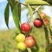 Imagem de Camu-camu