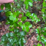 Imagem de Jabuticaba-de-cipó