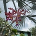 Imagem de Orquídea-trombeta