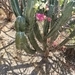 Imagem de Candelabro mexicano