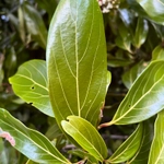 Imagem de Canela-preta