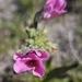 Imagem de Nemesia