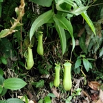 Imagem de Jarro ou planta-jarro