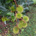 Imagem de Rambutan